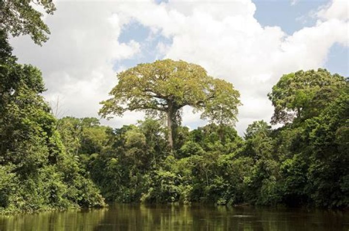 kapok tree rainforest