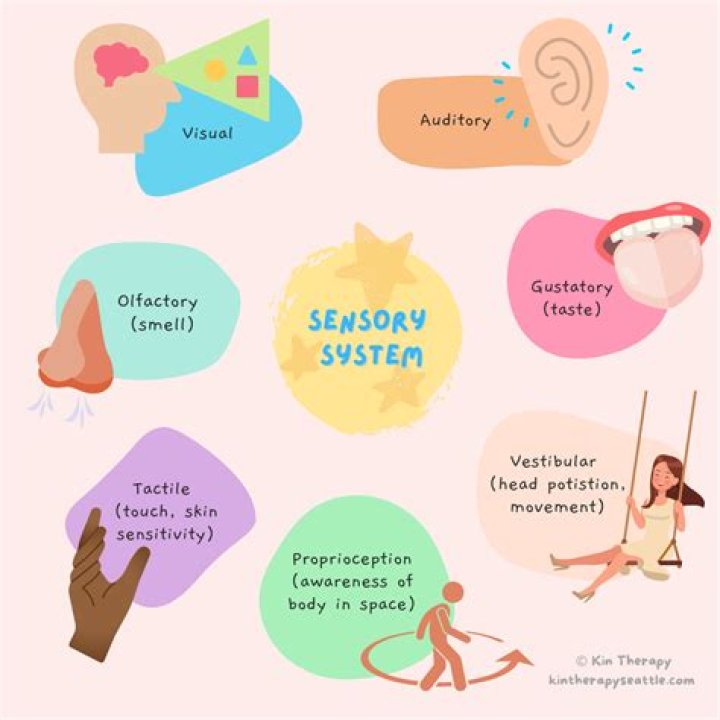 kinesthetic and vestibular senses
