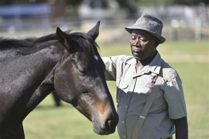 king of horses