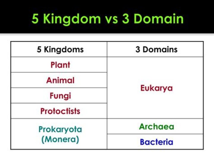 kingdom vs domain