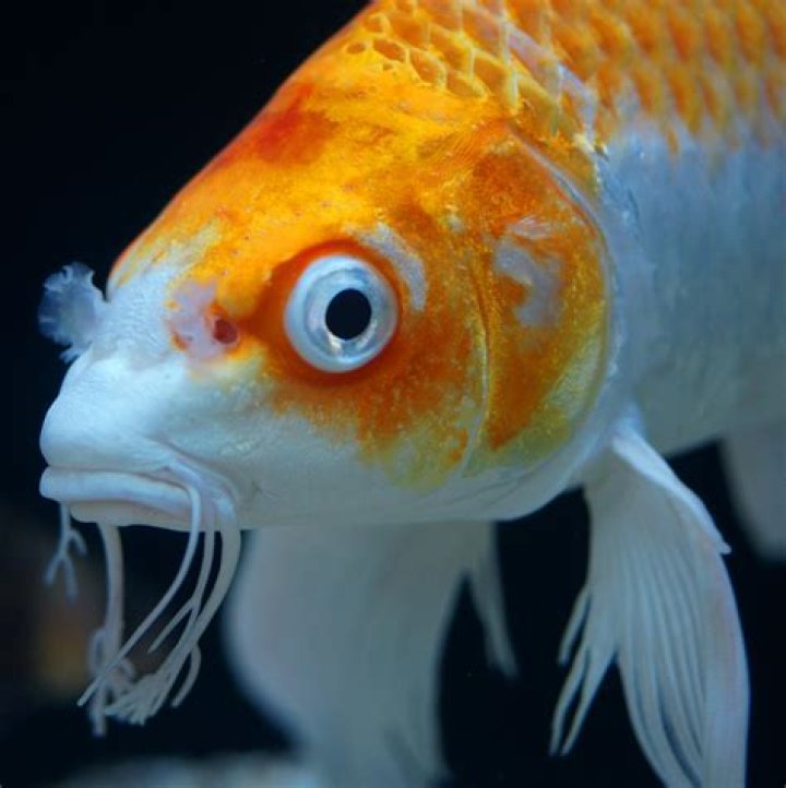 koi fish eye color