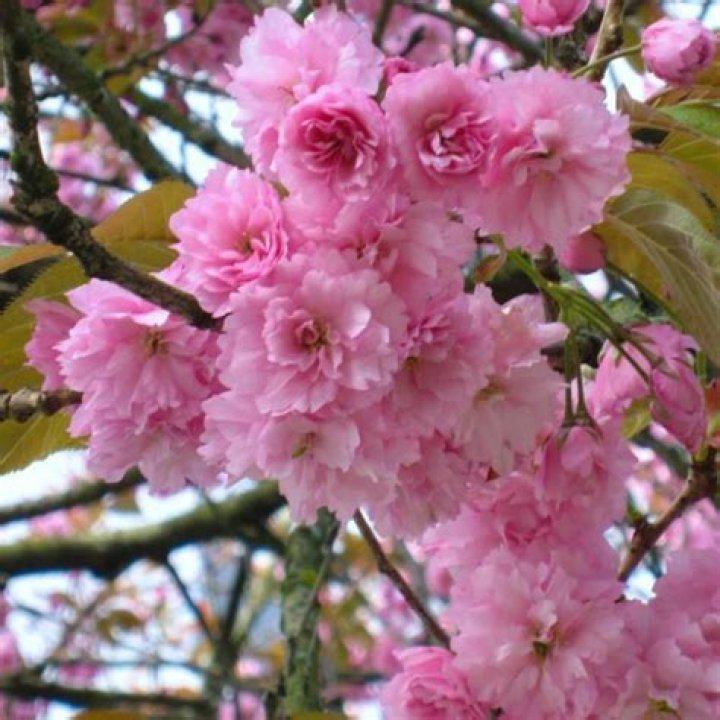 kwanzan cherry tree growth rate