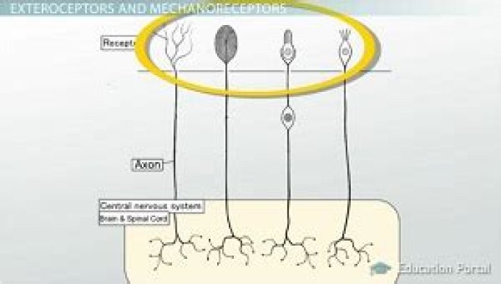 “lamellar corpuscles can be exteroceptors