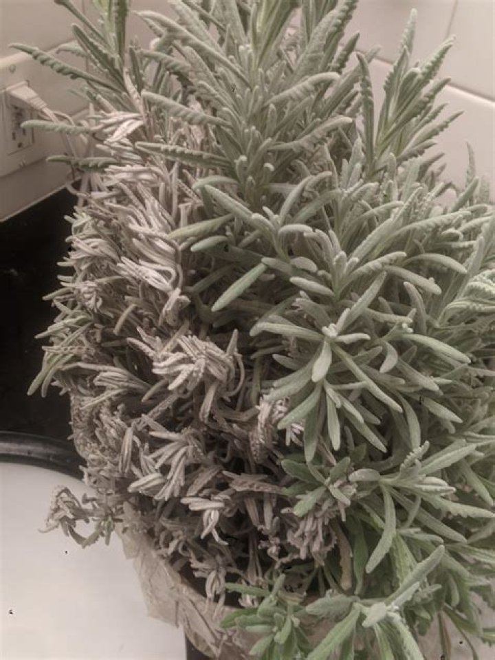 lavender plant turning gray