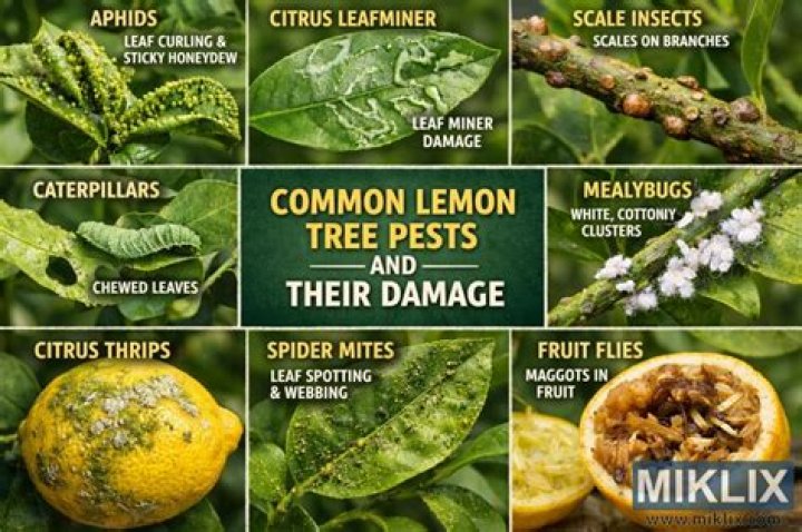 lemon tree thorns cause infection