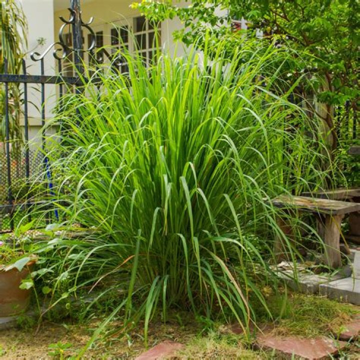 lemongrass growing zone