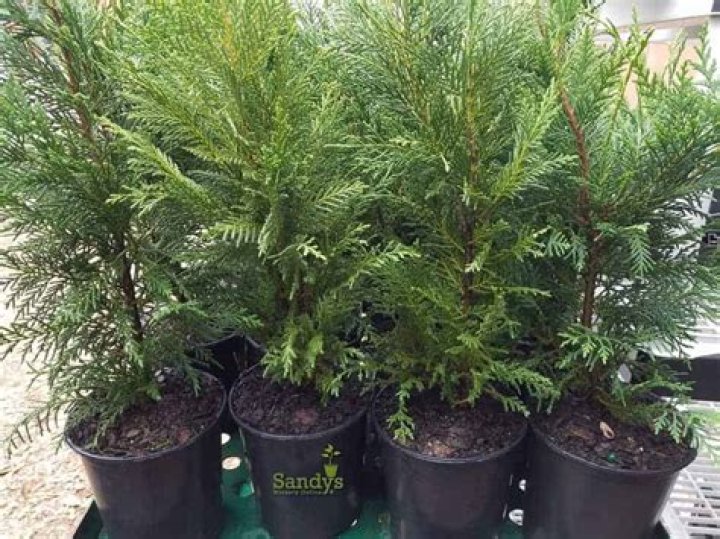 leyland cypress in pots