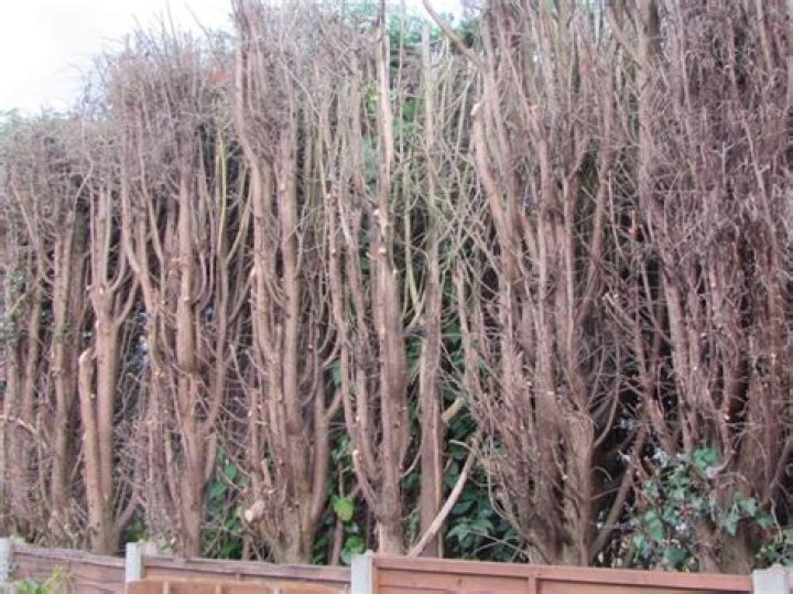 leylandii cut back to trunk