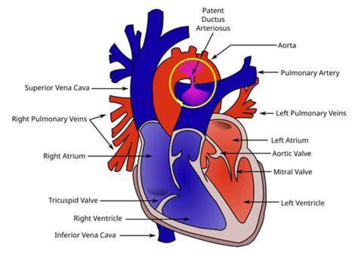 ligamentum arteriosum function