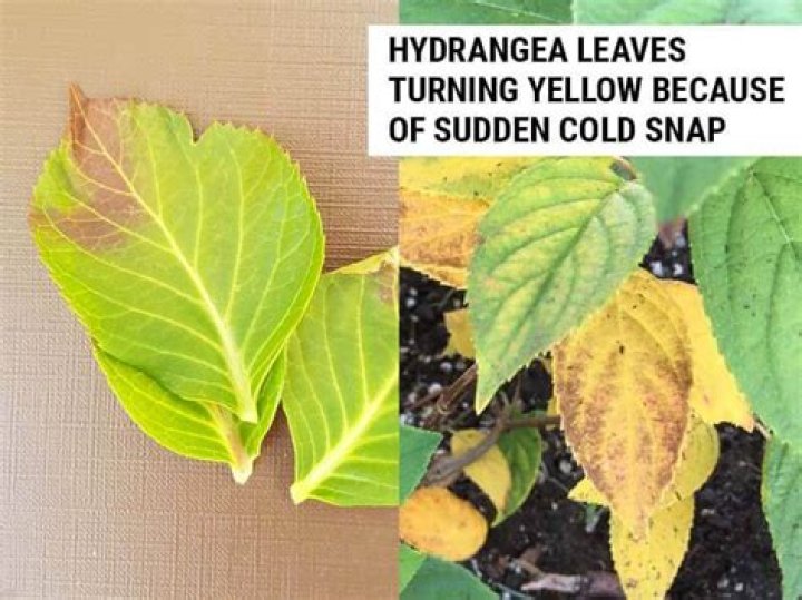 limelight hydrangea leaves turning yellow