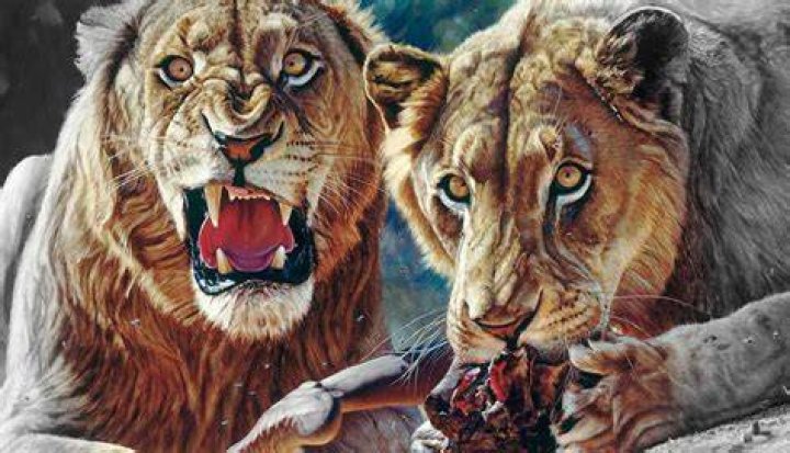 lion eating human