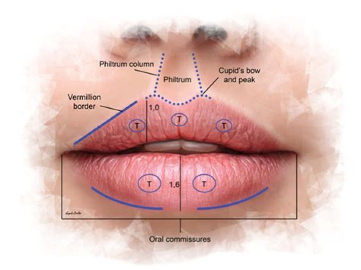 lip/o medical term