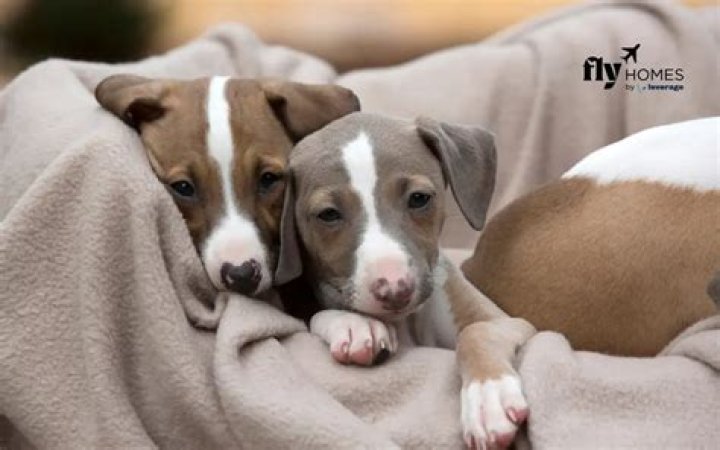 list of legal pets in nsw