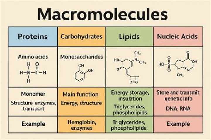 list the four macromolecules