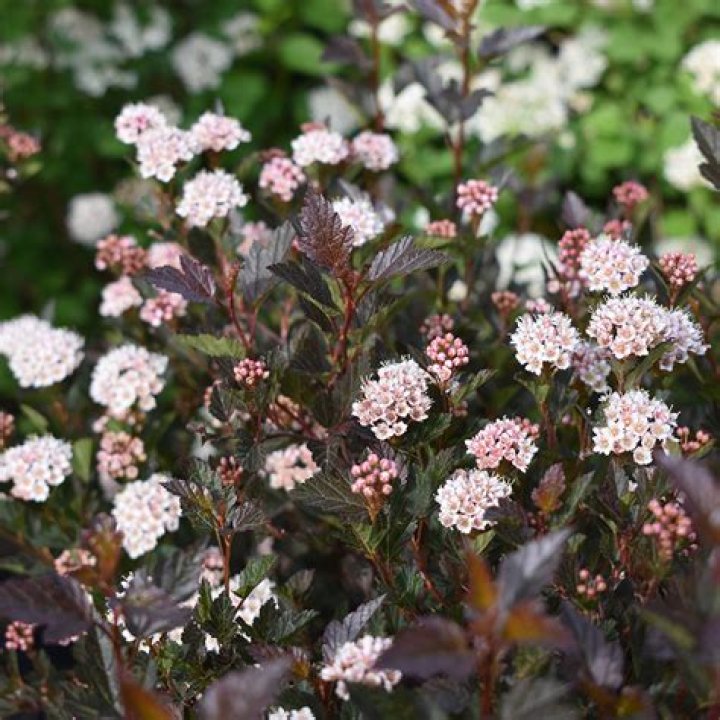 little devil ninebark pruning