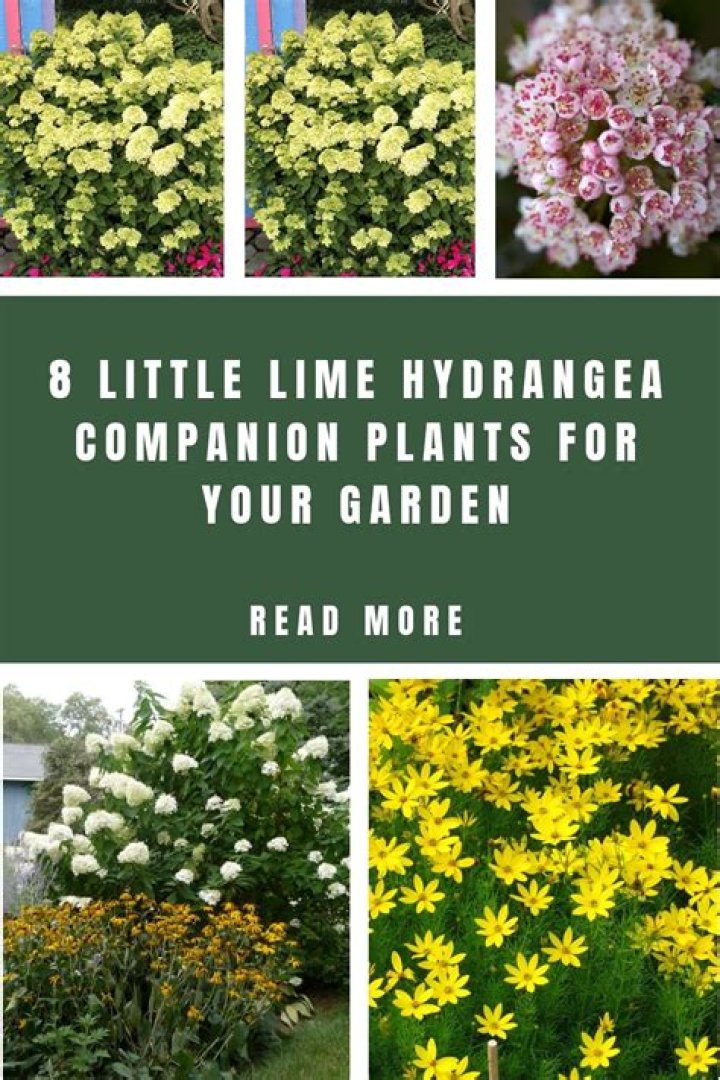 little lime hydrangea companion plants