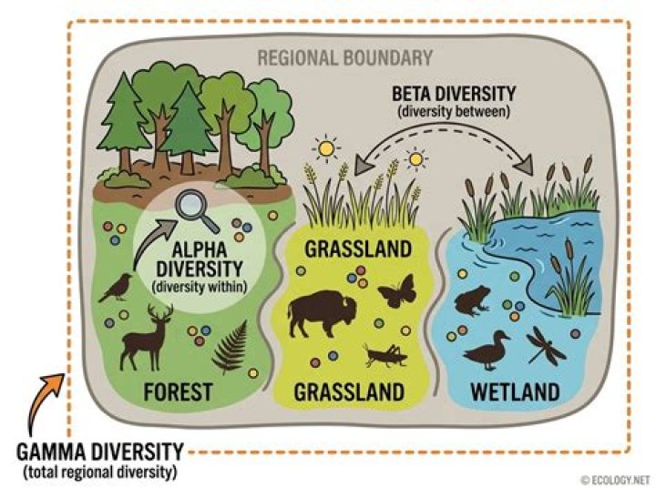 local diversity example