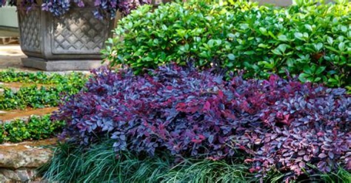 loropetalum companion plants