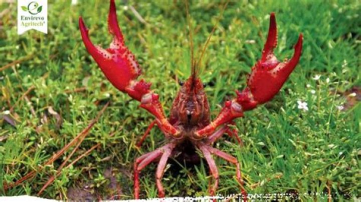 lye to get rid of crawfish