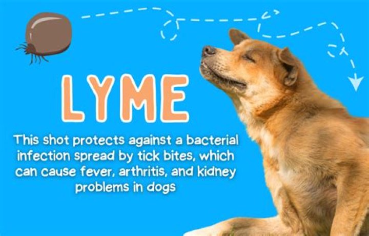 lyme vaccine for dogs side effects
