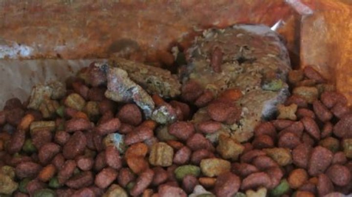 maggots in dog food