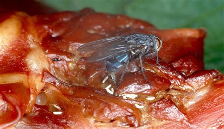 maggots on dead body