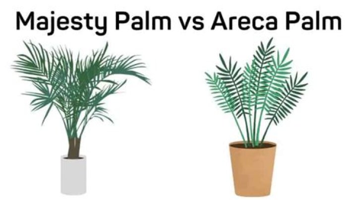 majesty palm vs areca palm