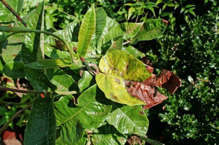mandevilla leaves turning yellow