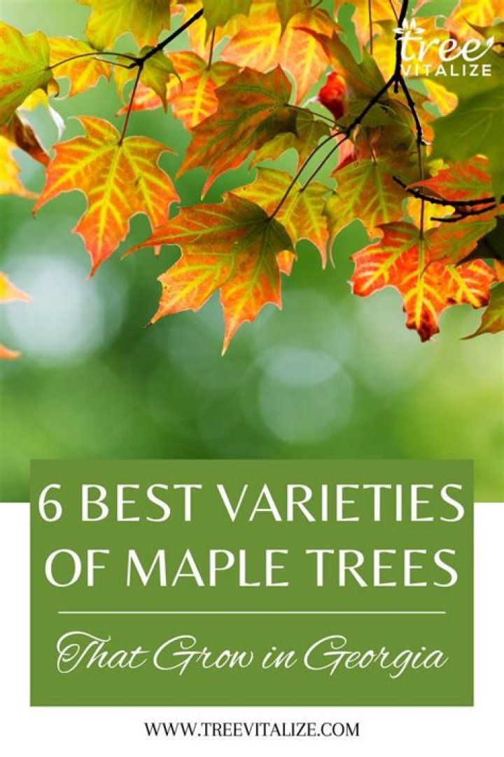 maple trees in georgia
