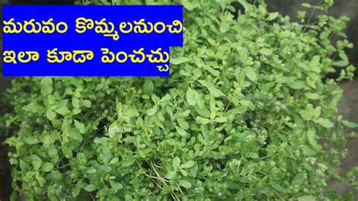 maruvam plant