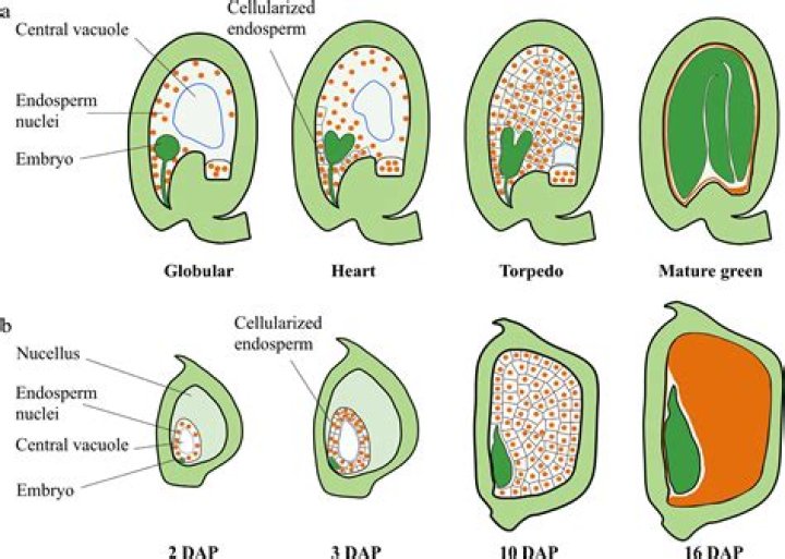 mature bean seed lacks endosperm