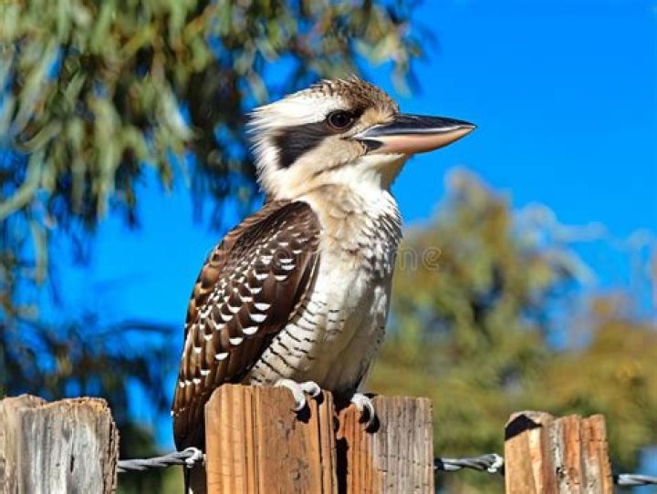 meaning of kookaburra on fence