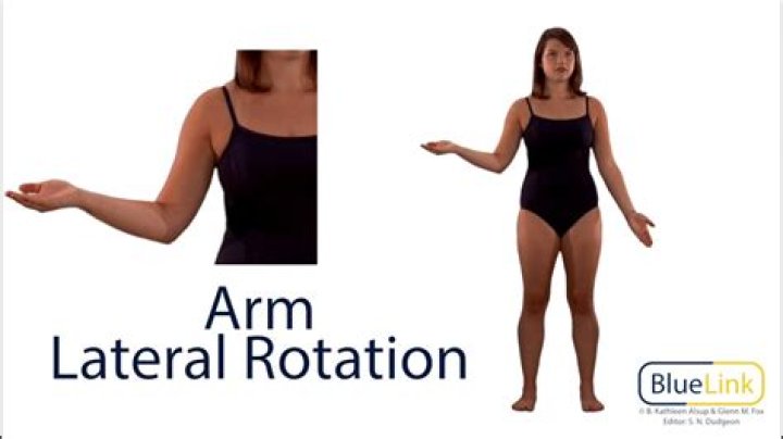 medial rotation of arm