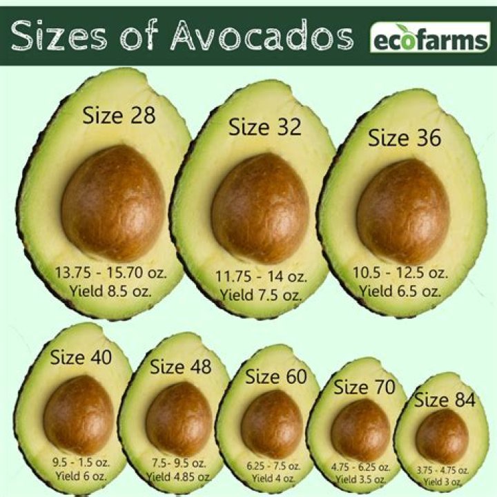 medium avocado