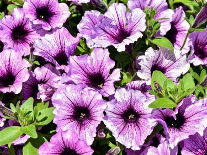 mexican petunia not blooming