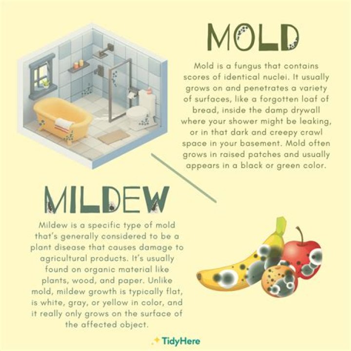 mildew stoll coming theough drylock