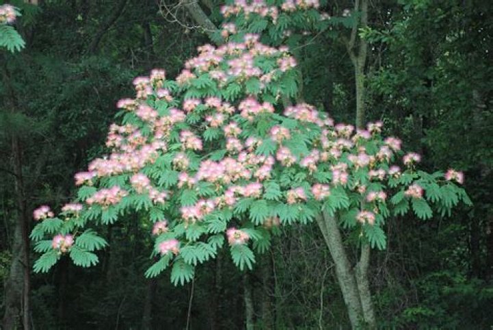 mimosa hostilis tree