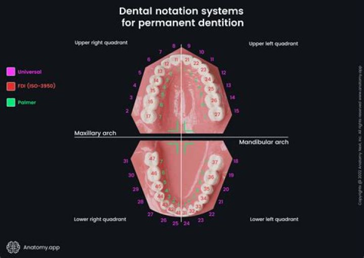 mo dental term