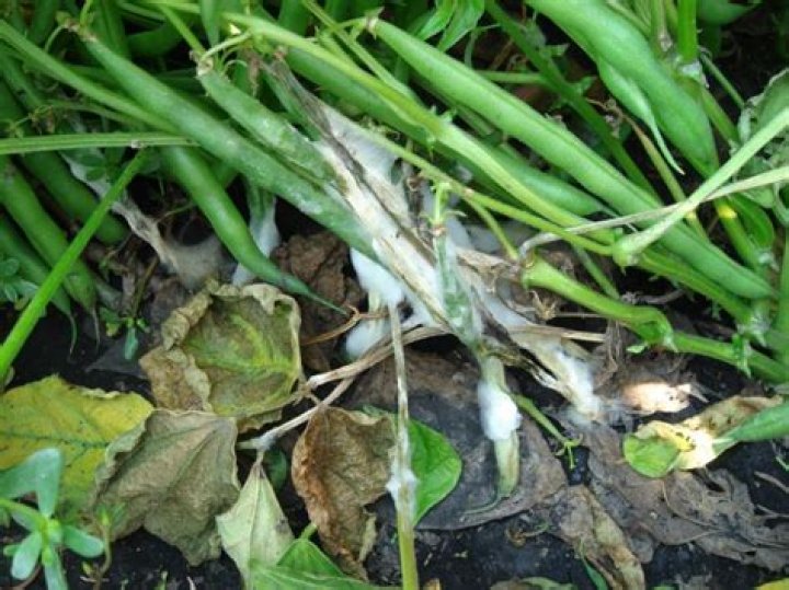 mold on green beans