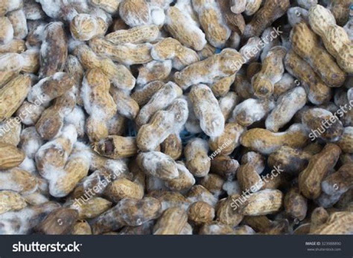 moldy almonds