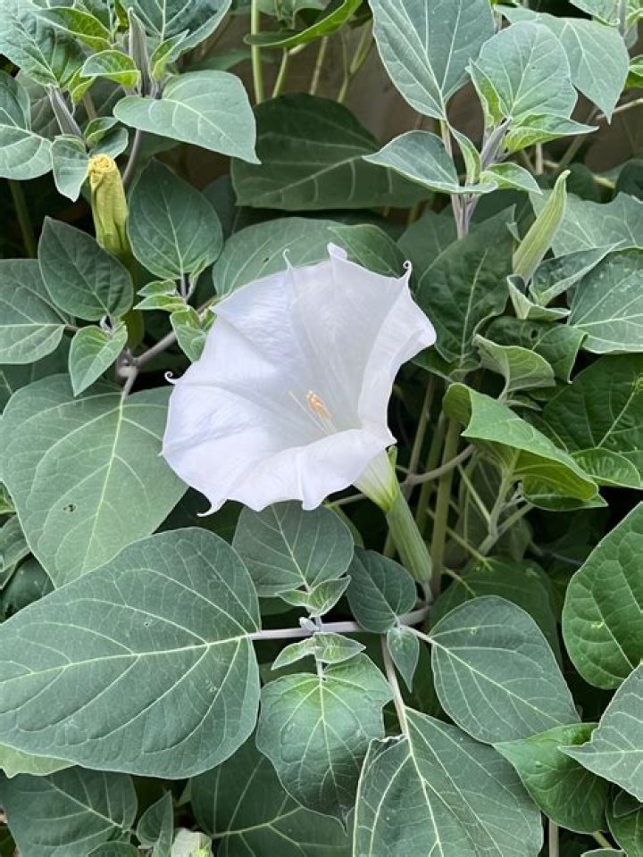 moon flowers drug