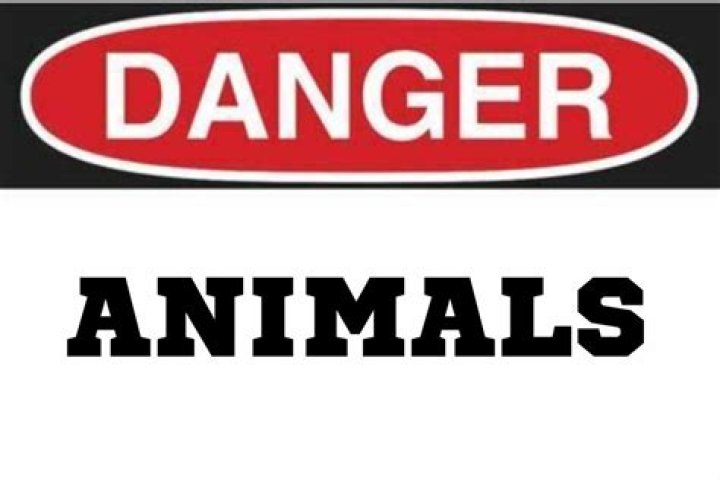 most dangerous animal in new york