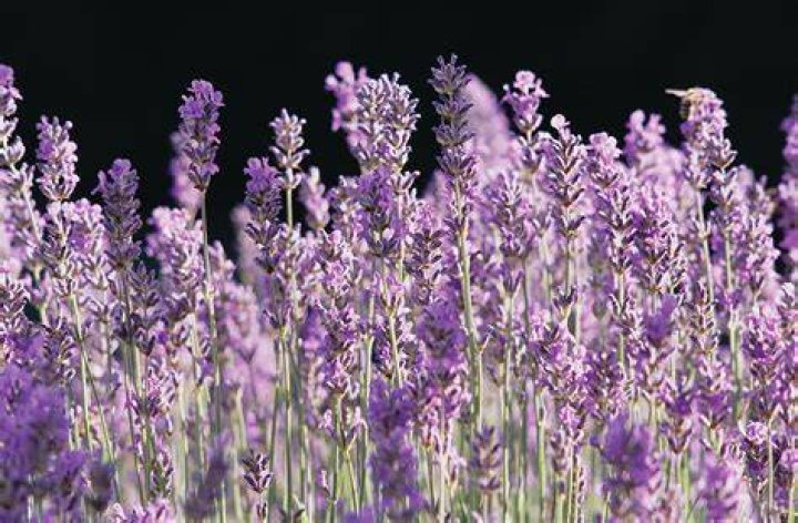 most fragrant lavender