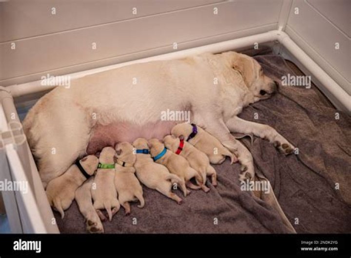 mother dog whining at puppies