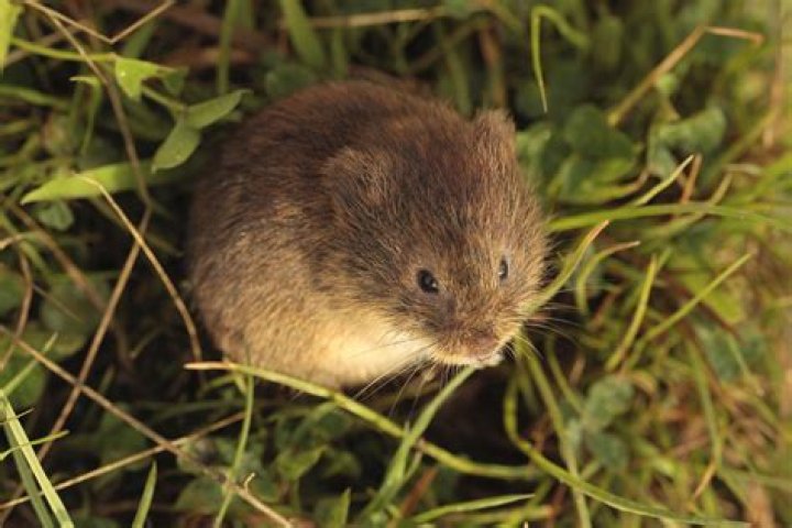 mouse with short tail