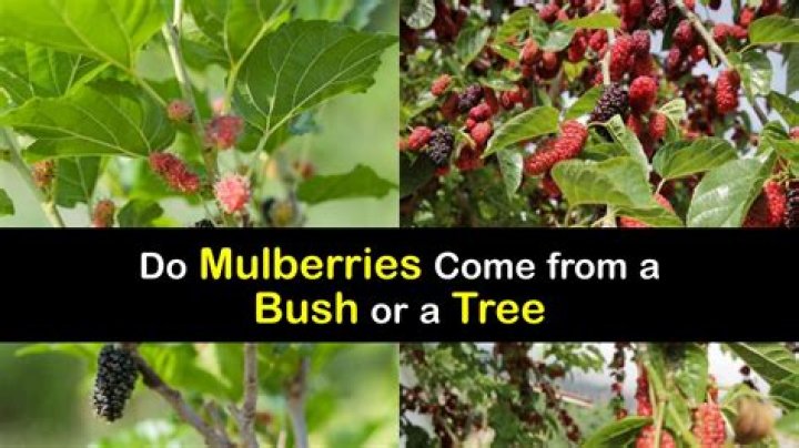 mulberry bush vs tree