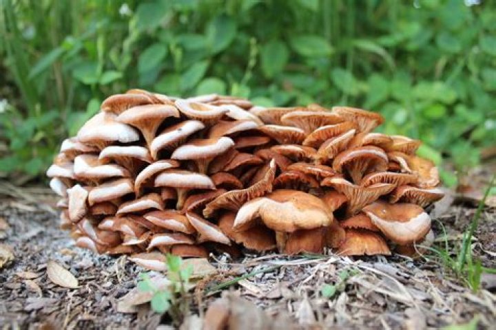 mushrooms in florida yard
