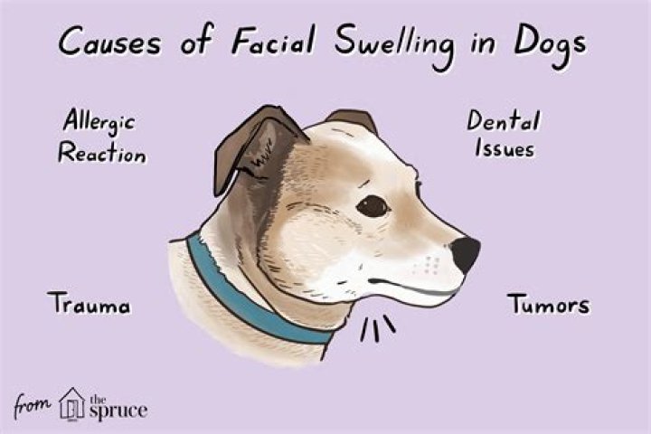 my dogs face is swollen on one side