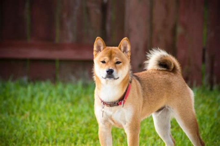 national dog of japan