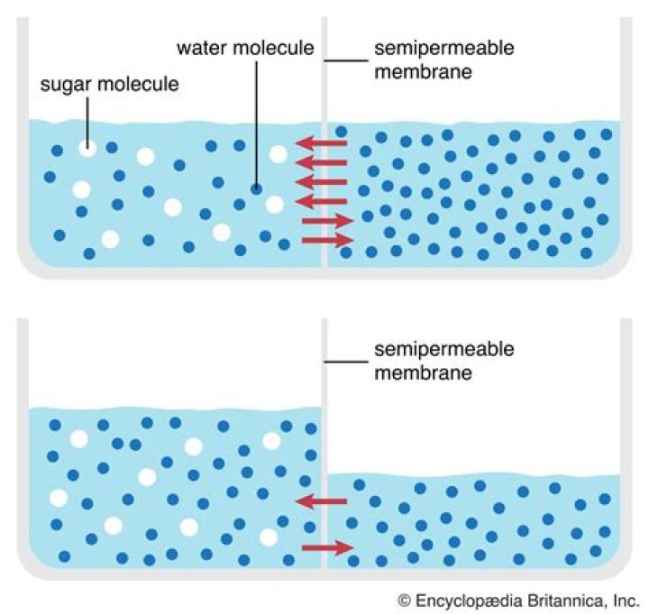 net diffusion